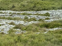 De Burren