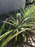 SAM_0449