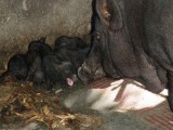 mama met twaalf nieuwe nakomelingen