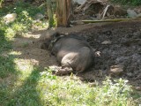 lui varken :-)
