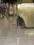 Tiger (de kat) heeft speelgoed gevonden....