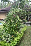 tuin Rumah Lotus