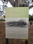 THE old tree