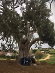 Samen bij the old tree