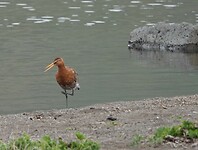 Grutto
