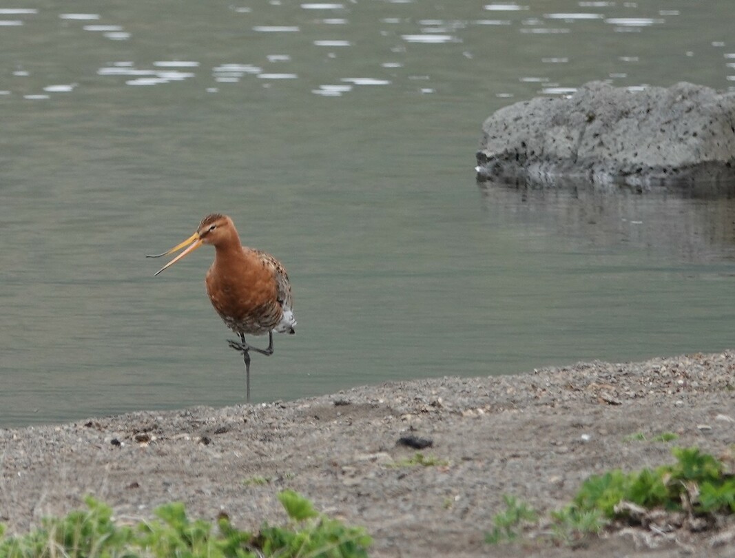 Grutto