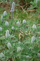 Lupine op koude hoogte
