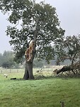 IMG_7532