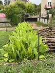 IMG_8338