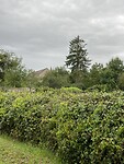 IMG_8340