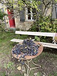 IMG_8350