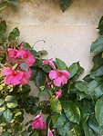 IMG_8370