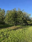 IMG_8399
