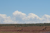 Antilopen