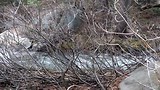 Silver Creek
