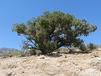Joshua Tree