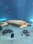Reuzenschildpad
