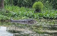 Alligator
