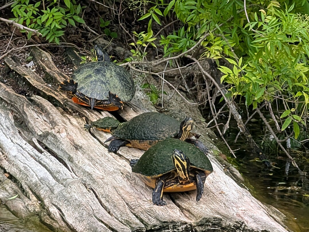 Schildpadden met baby