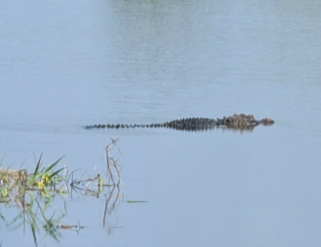 Alligator