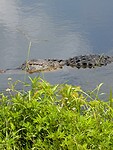 Alligator