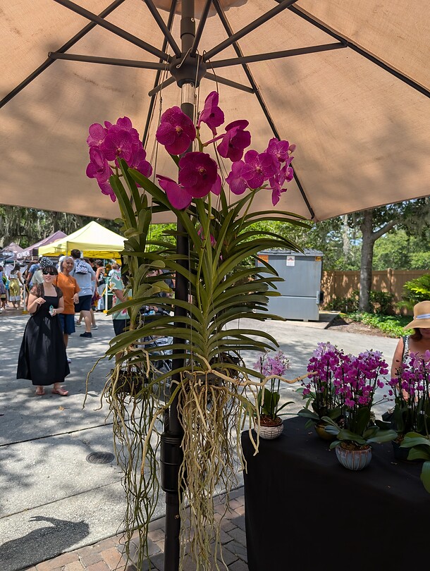 Orchideeën met luchtwortels