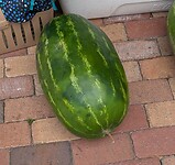 Groot groter groots