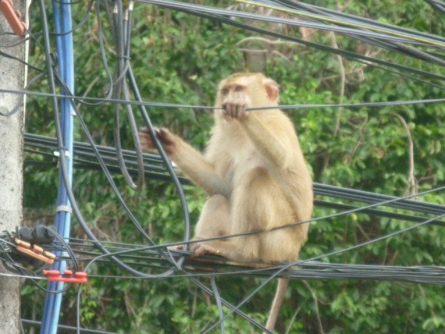 Koh Chang (8)
