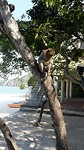 Aapje op monkey island