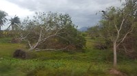 Omgewaaide bomen na de typhoon