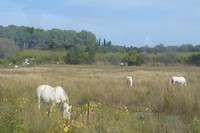Carmaque paarden