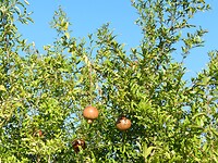 DSCN2518