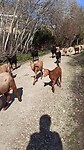Schapen en geiten