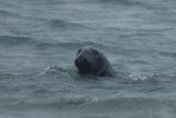 Zeehonden ten noorden van provincetown