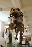 Dino in het meseum
