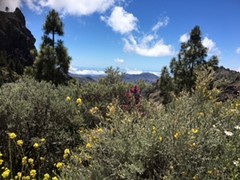 Hoog in de bergen van Gran canaria is het gewoon groen