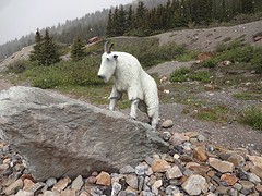 Deze hebben we ook live gezien, mountain goat, maar die waren te snel voor de foto....