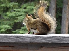 Ook wildlife!