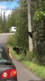 moeder beer en cub in Jasper