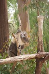Even geen slapende koala!