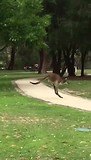 kangoeroes in het wild