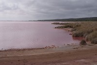 Pink lake