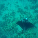 Manta ray
