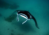 Manta ray: deze foto is helaas niet van onszelf, zo dichtbij waren we niet. Maar toch bijzonder