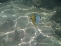 Prachtige visjes onder water