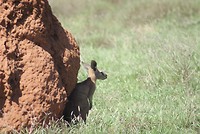 Rockwallabi, ook die zoekt de schaduw op