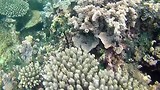 prachtig snorkelen in de Indische oceaan