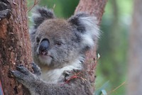 Koala in Yanchep national park