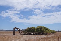 Leaning tree