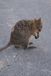 Gelukkig goed op tijd de overstekende quokka gespot.